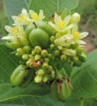 Jatropha latifolia var. subeglandulosa