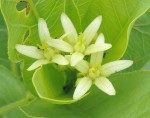 Jatropha latifolia var. subeglandulosa