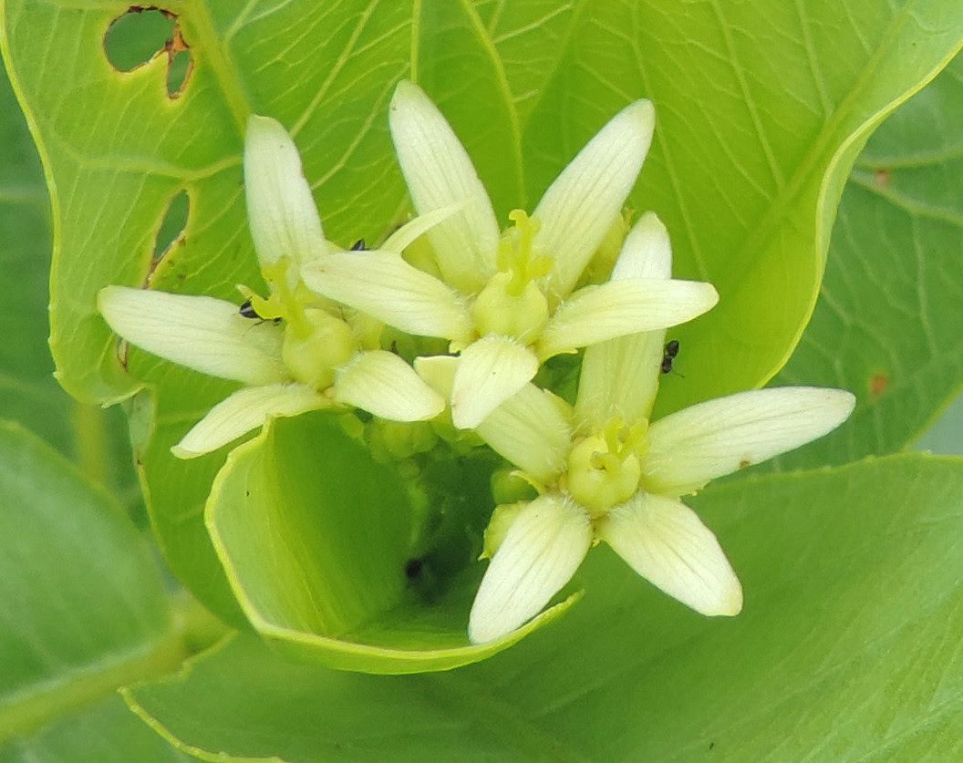 Jatropha latifolia var. subeglandulosa