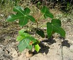 Jatropha subaequiloba