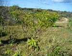 Jatropha subaequiloba