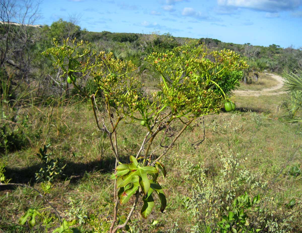 Jatropha subaequiloba