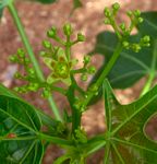 Jatropha subaequiloba