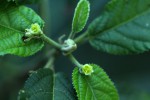Mildbraedia carpinifolia var. strigosa