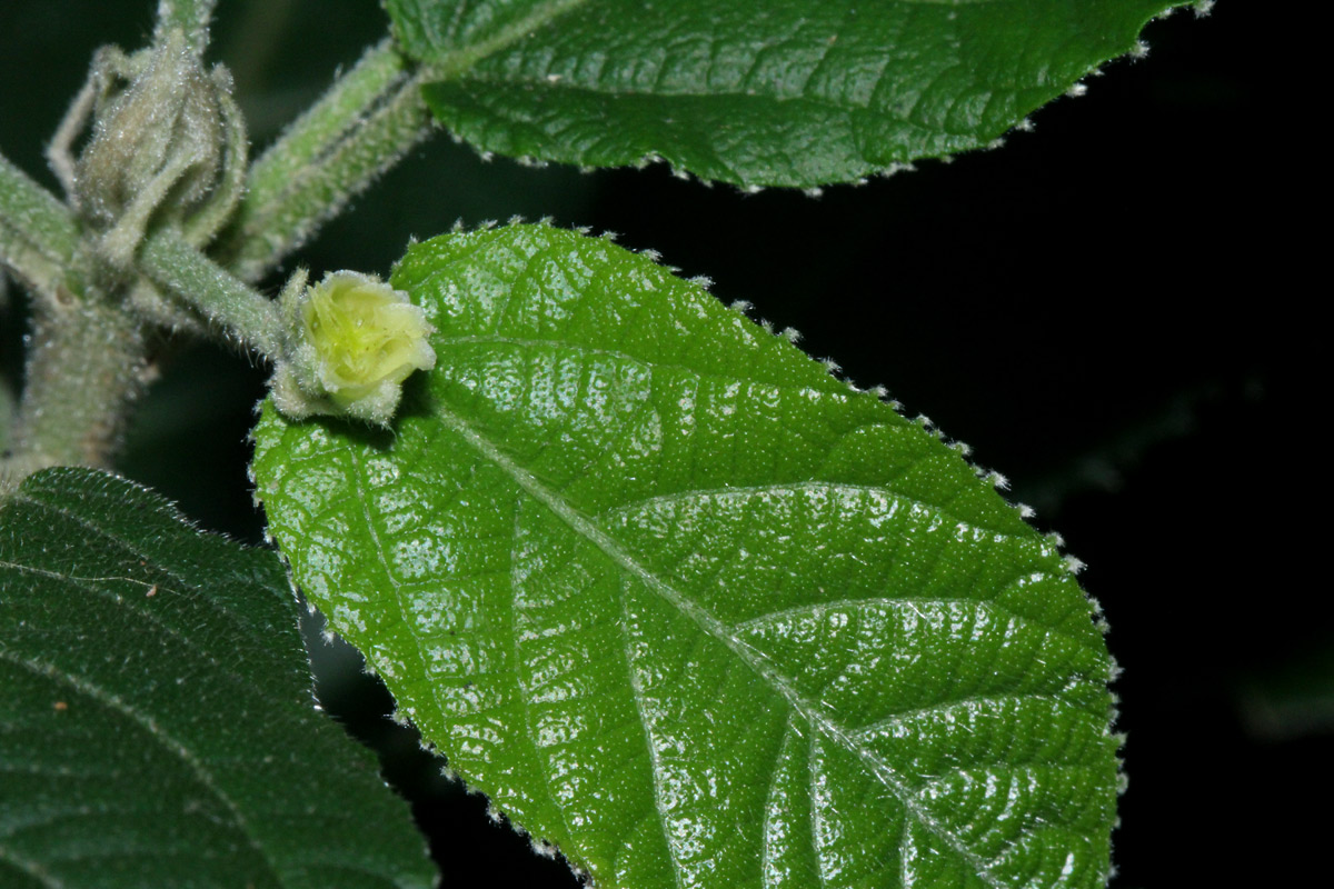 Mildbraedia carpinifolia var. strigosa