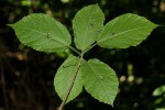 Mildbraedia carpinifolia var. strigosa