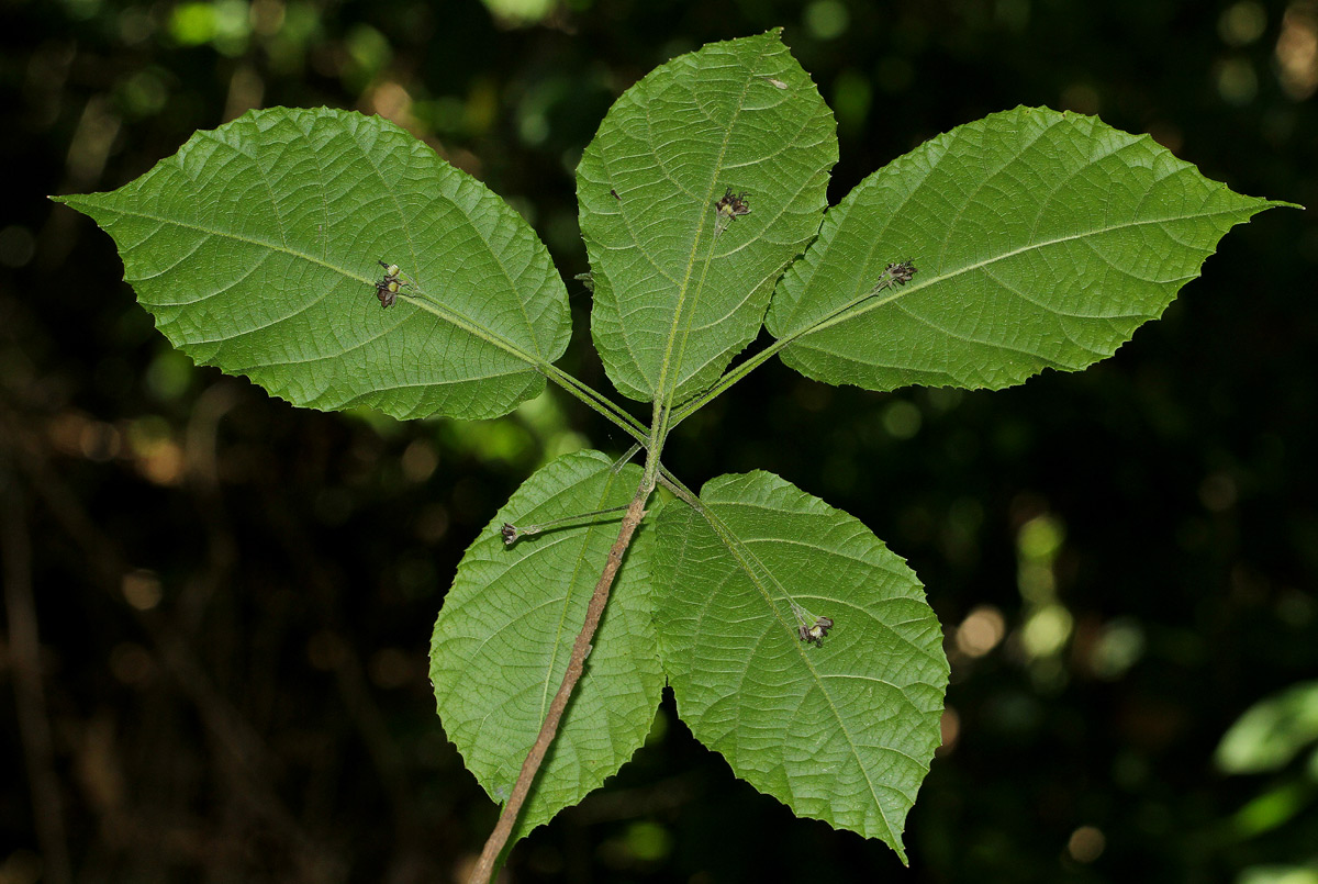 Mildbraedia carpinifolia var. strigosa