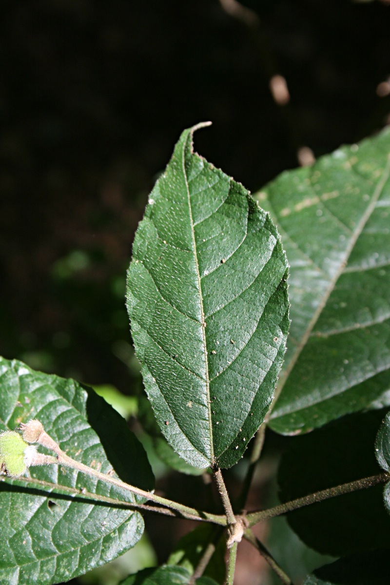 Mildbraedia carpinifolia var. strigosa