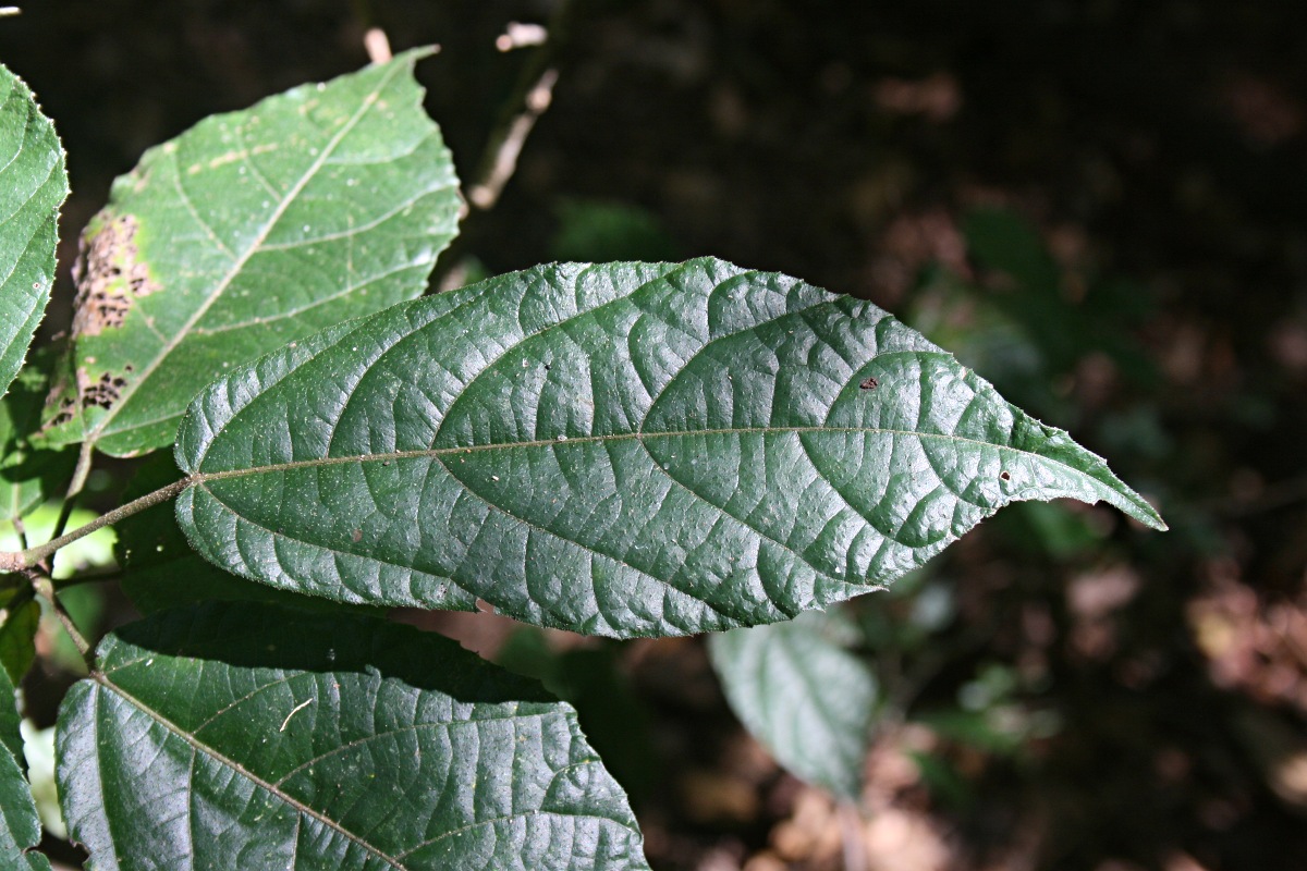 Mildbraedia carpinifolia var. strigosa