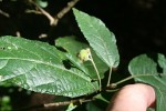 Mildbraedia carpinifolia var. strigosa