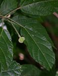 Mildbraedia carpinifolia var. strigosa