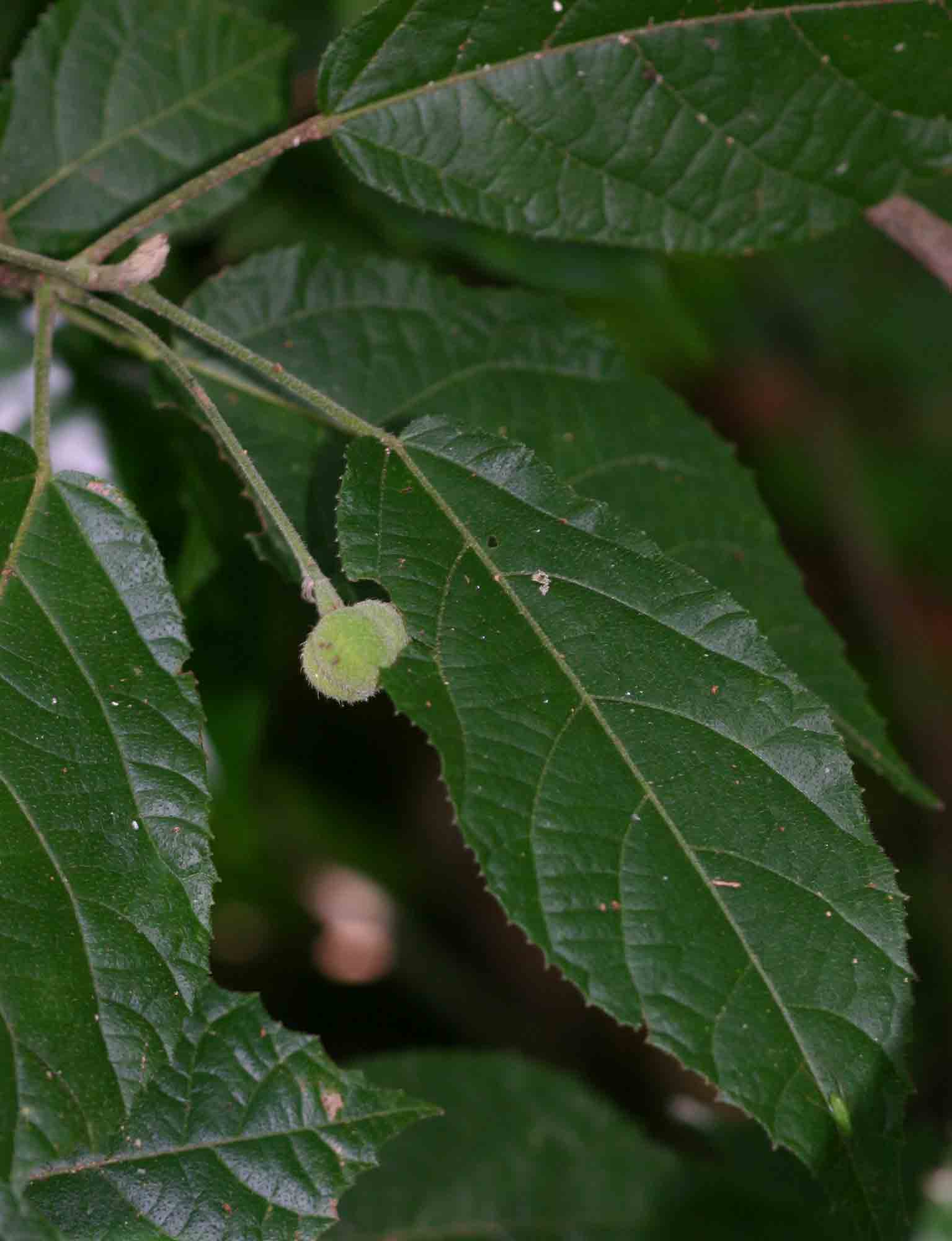 Mildbraedia carpinifolia var. strigosa