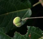 Mildbraedia carpinifolia var. strigosa
