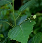 Mildbraedia carpinifolia var. strigosa