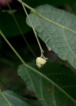 Mildbraedia carpinifolia var. strigosa