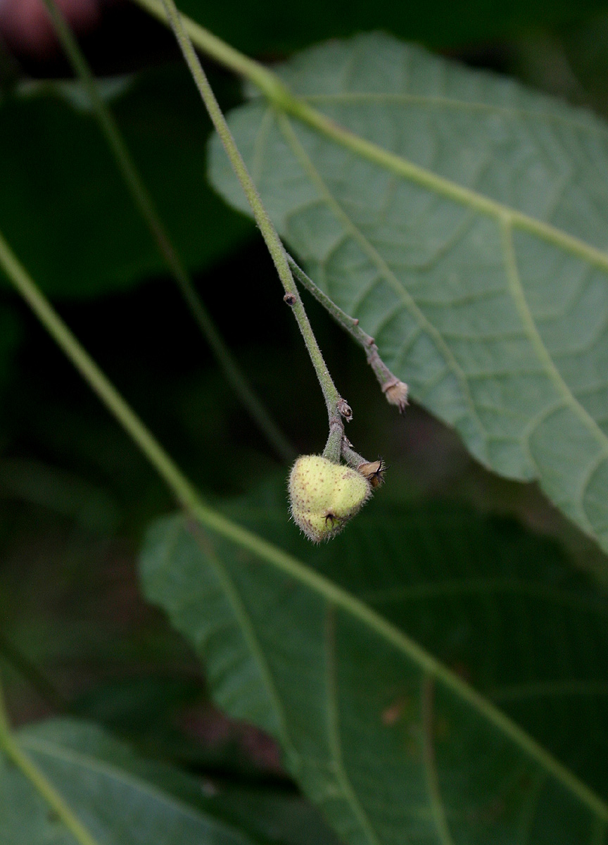 Mildbraedia carpinifolia var. strigosa