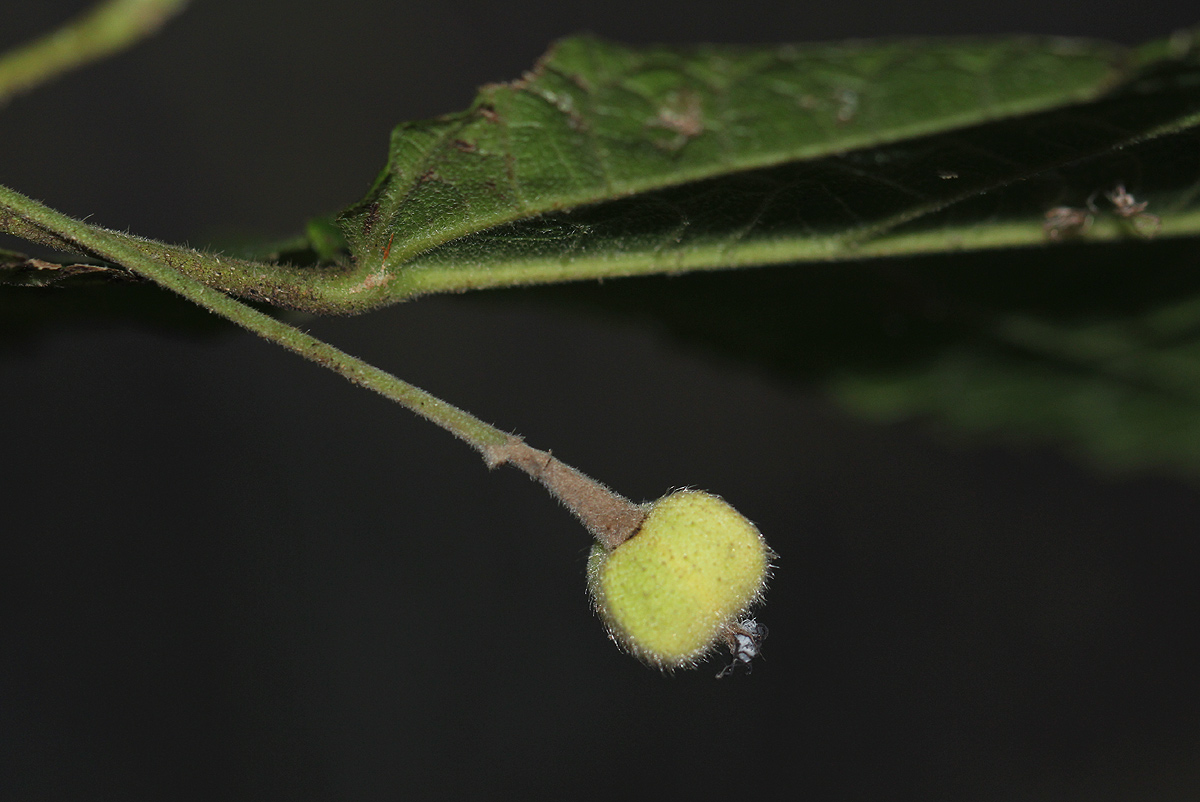 Mildbraedia carpinifolia var. strigosa