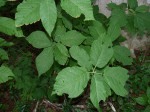 Mildbraedia carpinifolia var. strigosa