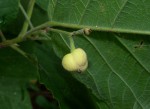 Mildbraedia carpinifolia var. strigosa