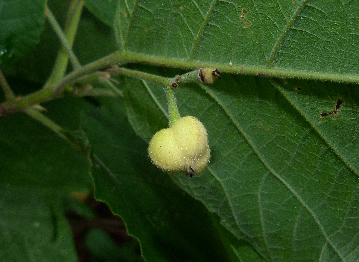 Mildbraedia carpinifolia var. strigosa