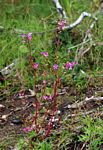 Impatiens oreocallis