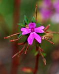 Impatiens oreocallis