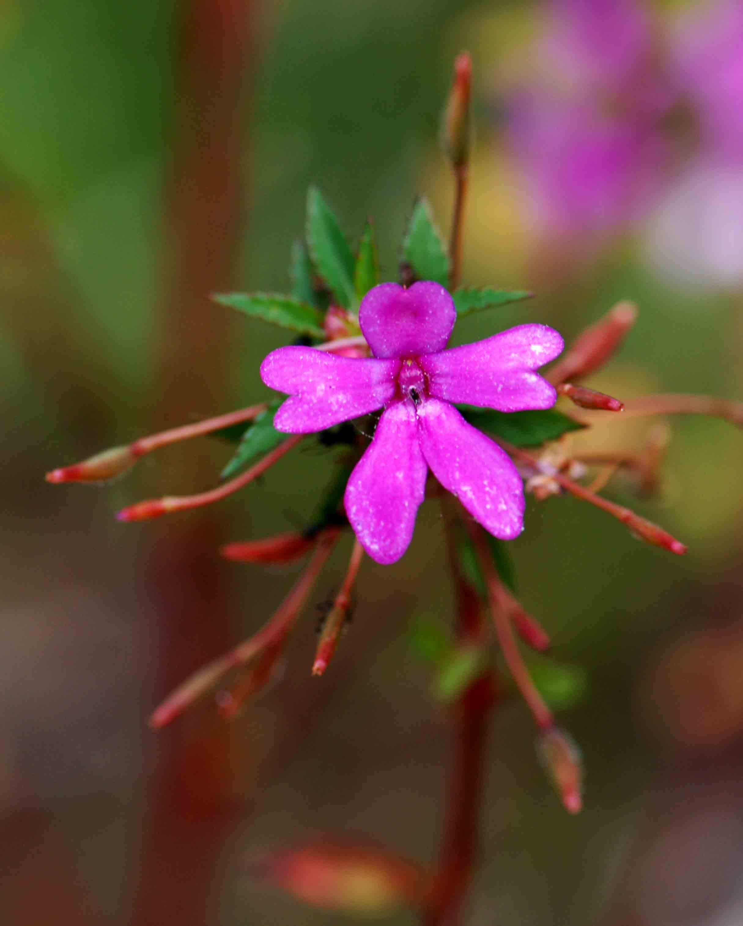 Impatiens oreocallis