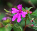 Impatiens oreocallis