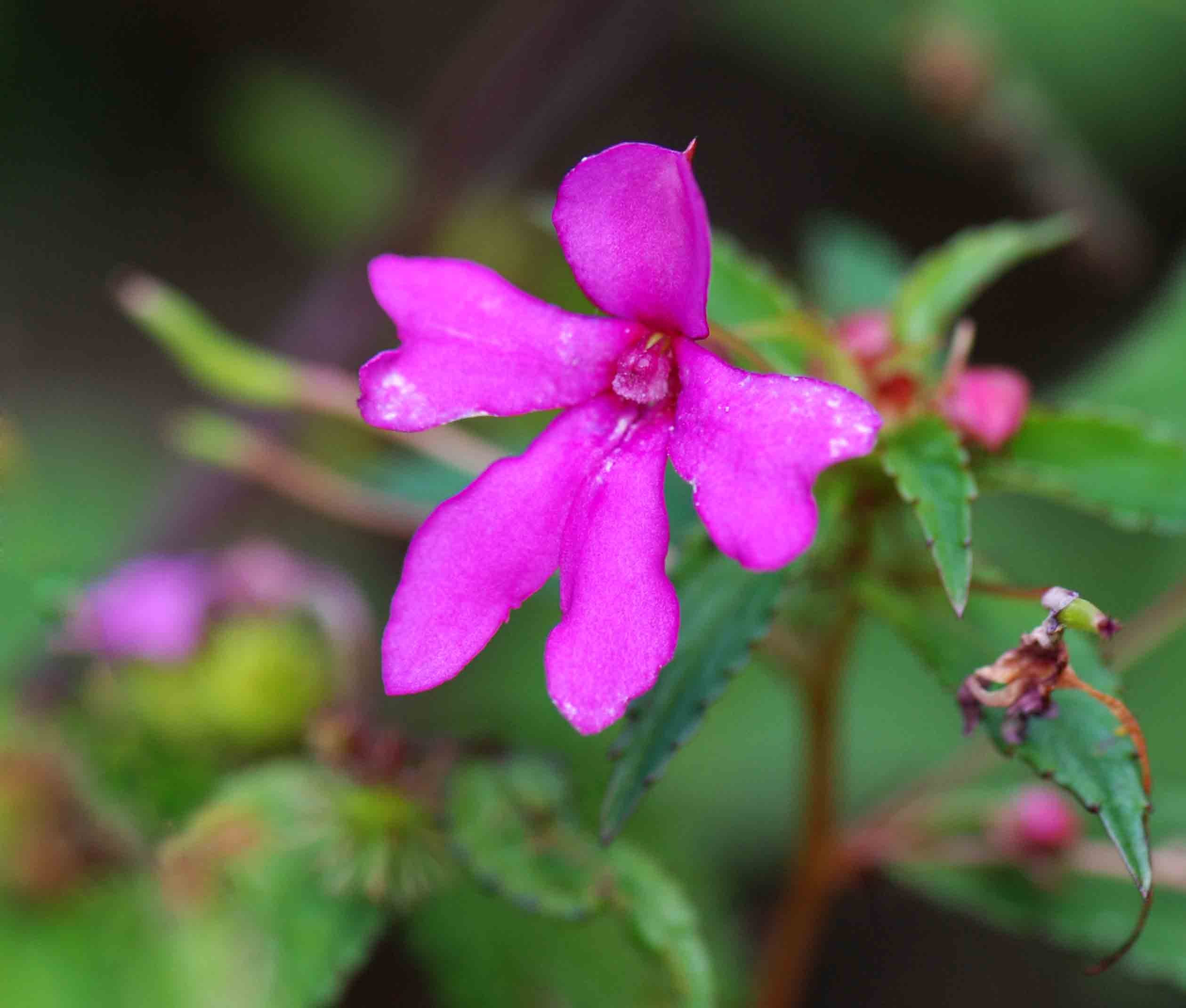 Impatiens oreocallis