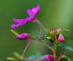 Impatiens oreocallis