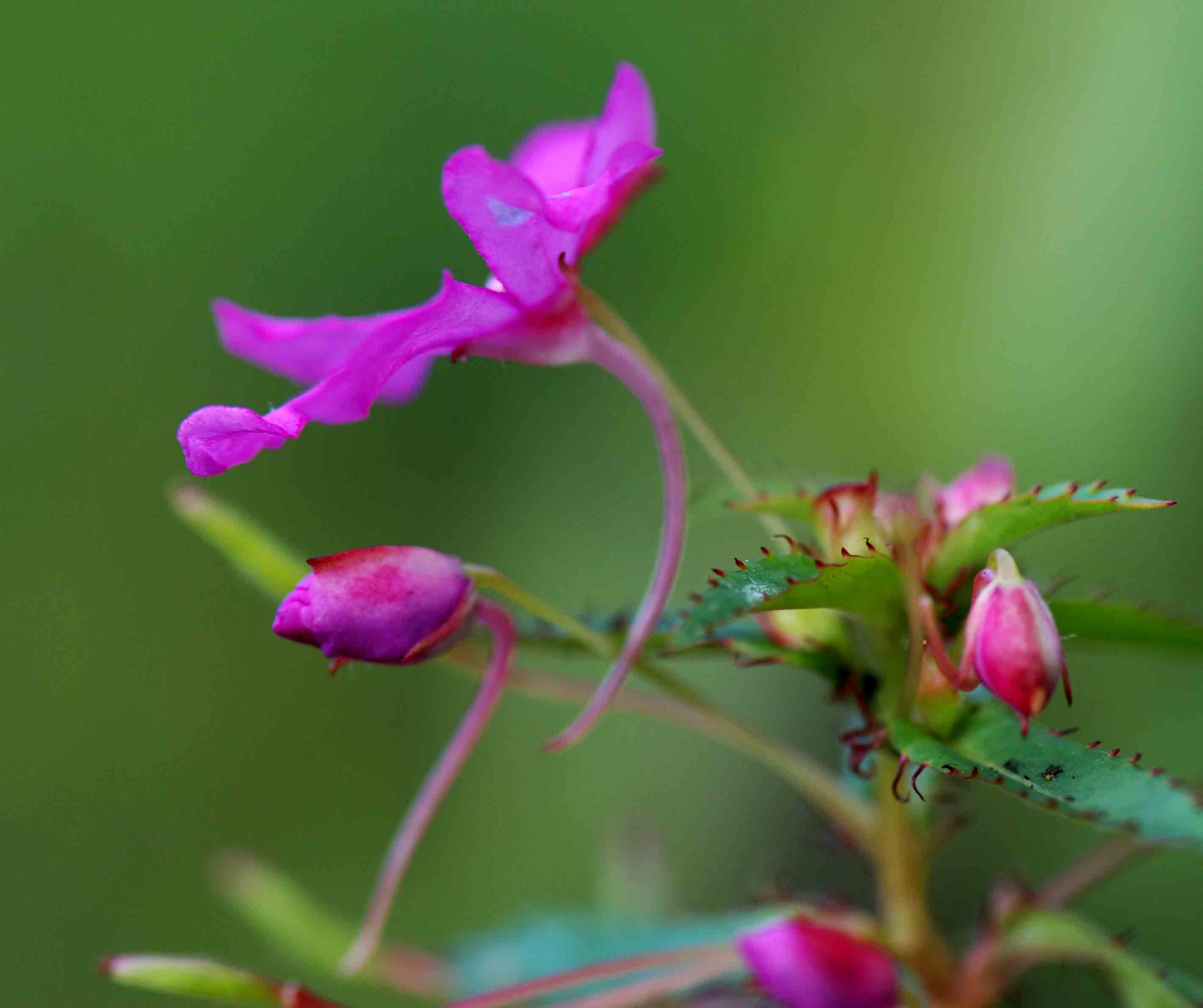 Impatiens oreocallis