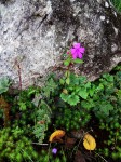Impatiens oreocallis