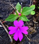 Impatiens oreocallis
