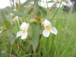 Impatiens assurgens