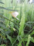 Impatiens assurgens