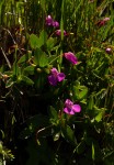 Impatiens assurgens