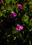 Impatiens assurgens