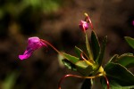 Impatiens assurgens