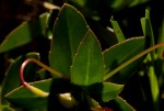 Impatiens assurgens