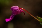 Impatiens assurgens