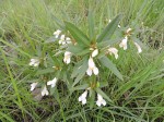 Impatiens assurgens
