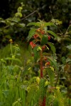 Impatiens gomphophylla