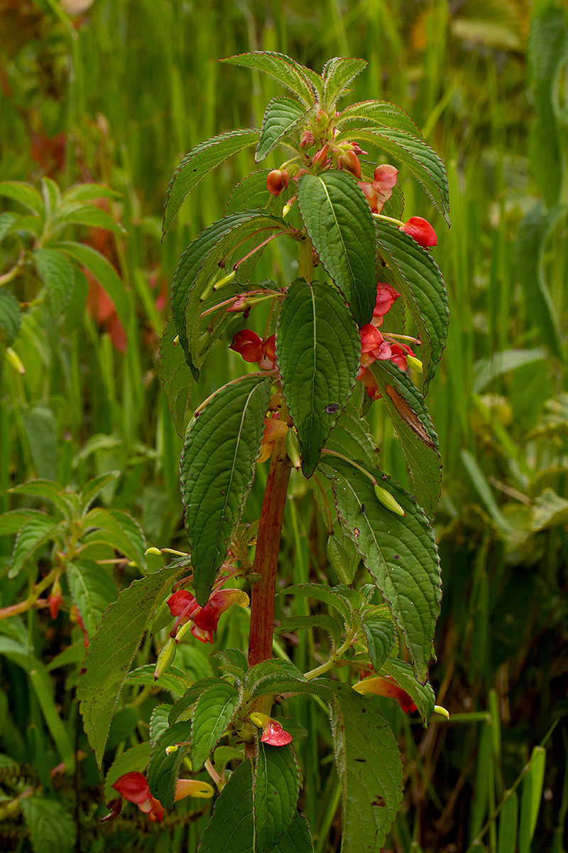Impatiens gomphophylla