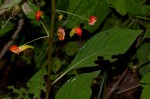 Impatiens gomphophylla