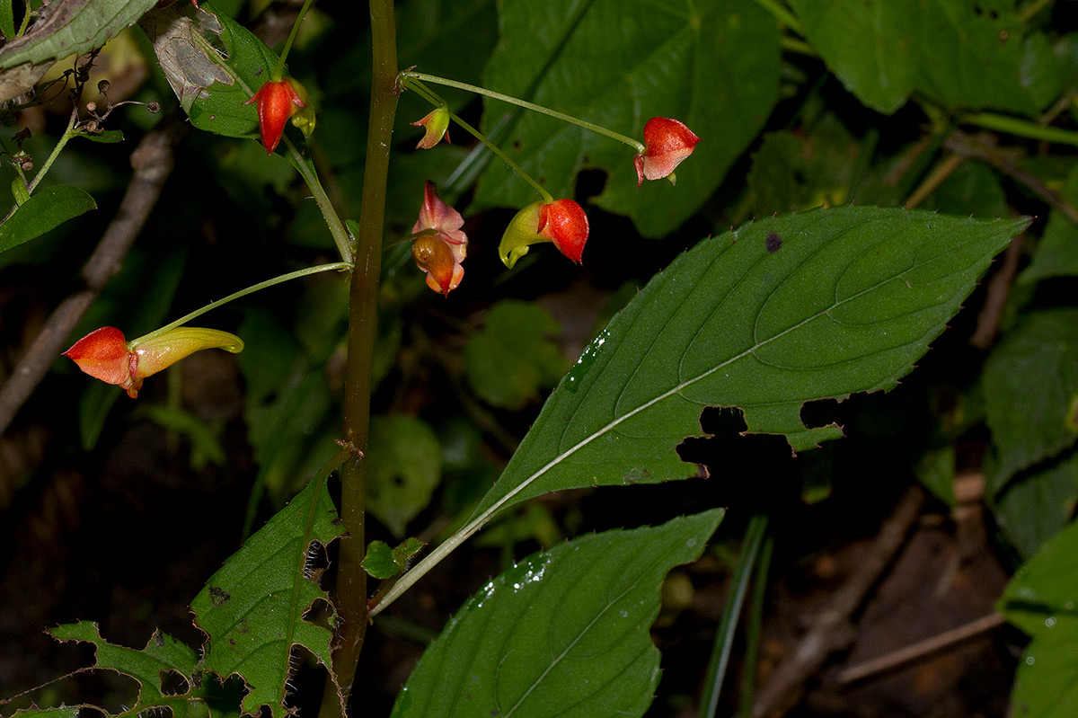 Impatiens gomphophylla