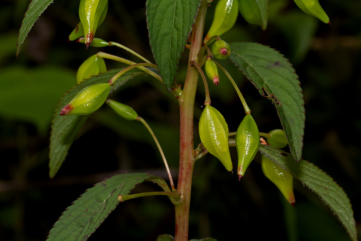 Impatiens gomphophylla