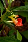 Impatiens gomphophylla