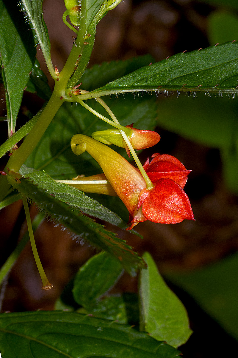 Impatiens gomphophylla