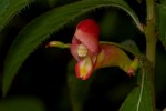 Impatiens gomphophylla
