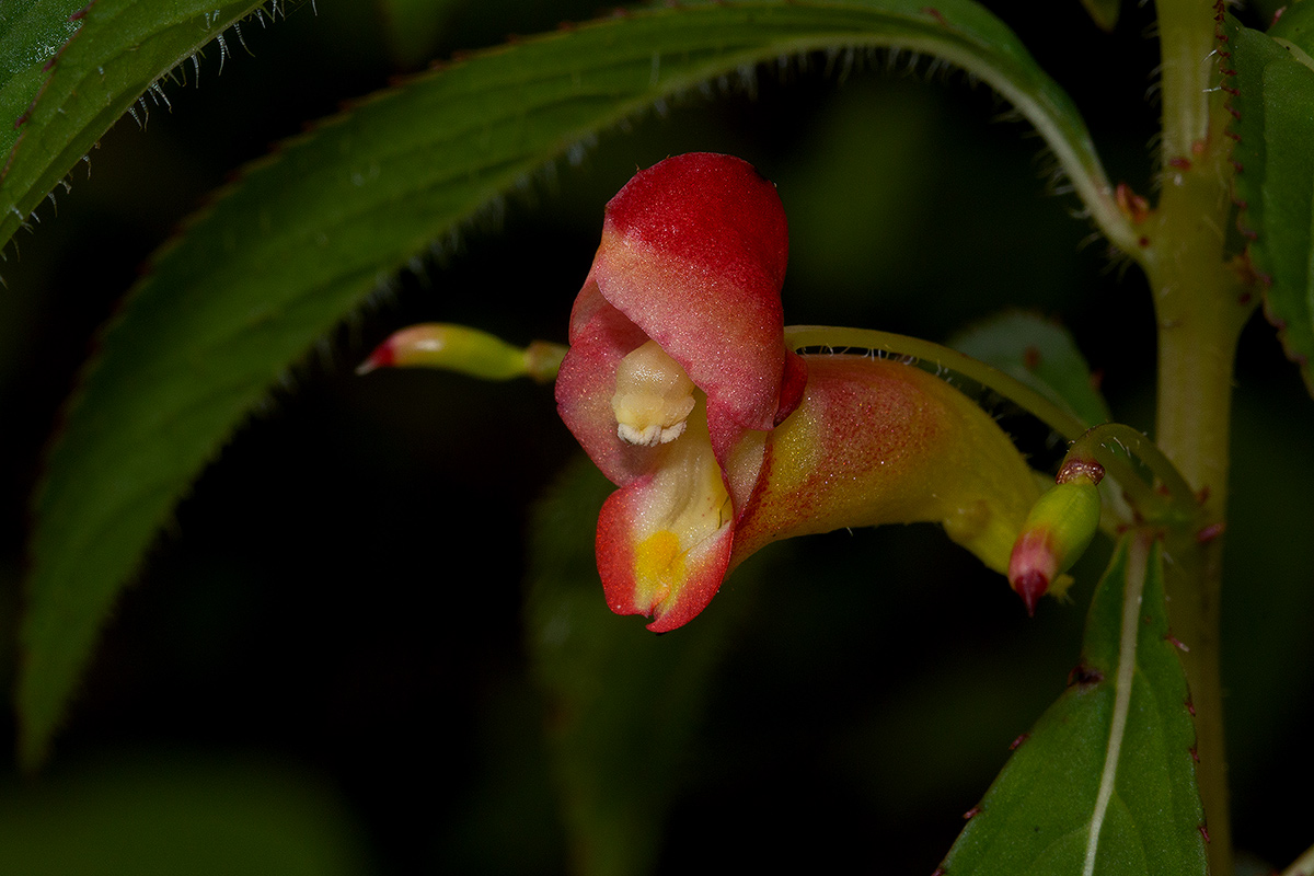 Impatiens gomphophylla